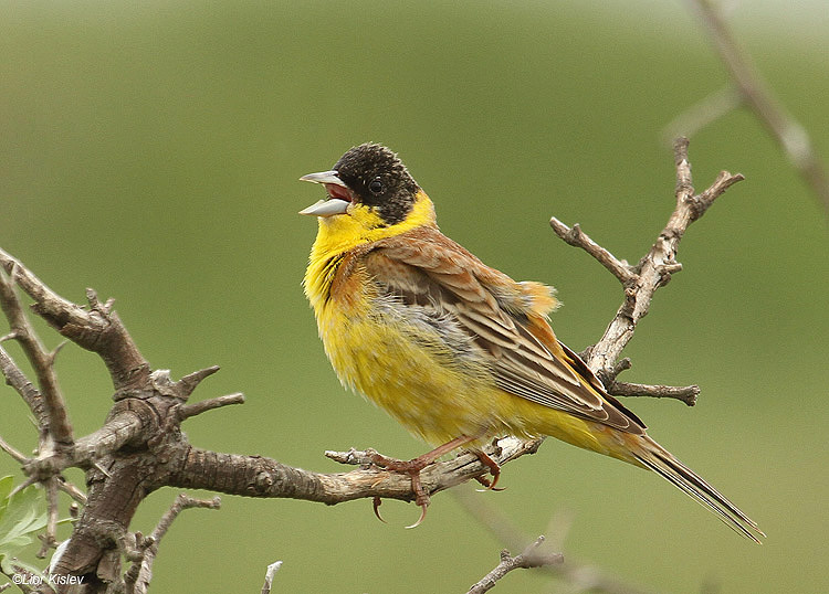  Black-headed Bunting Emberiza melanocephala    Bacha valley ,Golan 04-05-11 Lior Kislev